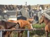Pierre-Henri N´goumou – Deauville Season 2018