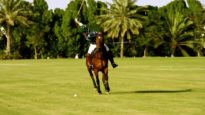 Polo News 15 (English)
