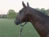 La Albertina Abu Dhabi – Horses