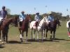 Polo News 21 (English)