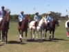Polo News 21 (Español)