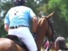 Polo News 25 (English)