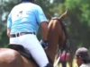 Polo News 25 (Español)