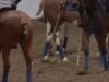 Coppa Italia Arena Polo – SemiFinals