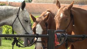 Highlights Polo Rider Cup Day 5