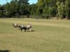 Campionato Italiano di Polo – Battistoni Castelluccia v La Mimosa