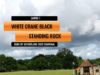 Duke of Sutherland 2025 – White Crane Black vs Standing Rock